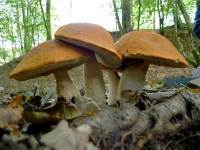 Leccinum albostipitatum 