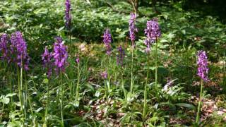 wilde orchideeën
