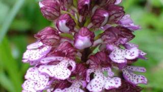 wilde orchideeën
